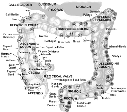 colon reflexology chart - Windhorse Naturopathic Clinic